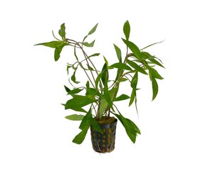 Waterplant Hygrophila Corymbosa Thailand