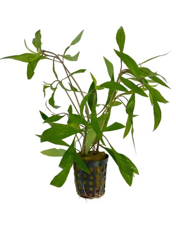 Waterplant Hygrophila Corymbosa Thailand