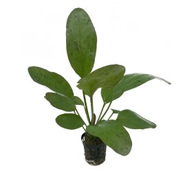 Waterplant Echinodorus Ozelot Rot