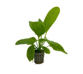 Wasserpflanze Echinodorus Ozelot Grün