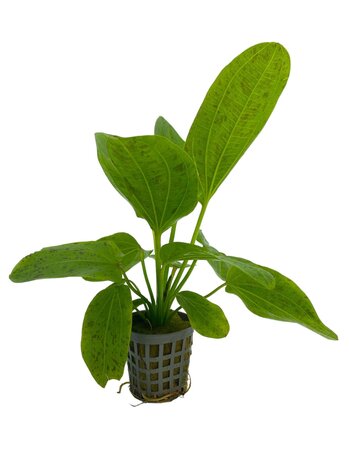 Waterplant Echinodorus Ozelot Grün