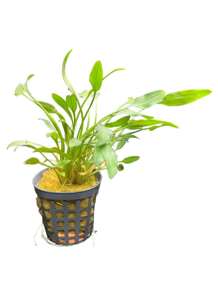 Wasserpflanze Cryptocoryne Nevelli Wasserpflanze Cryptocoryne Nevelli
