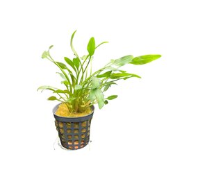 Wasserpflanze Cryptocoryne Nevelli