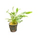 Wasserpflanze Cryptocoryne Nevelli Wasserpflanze Cryptocoryne Nevelli