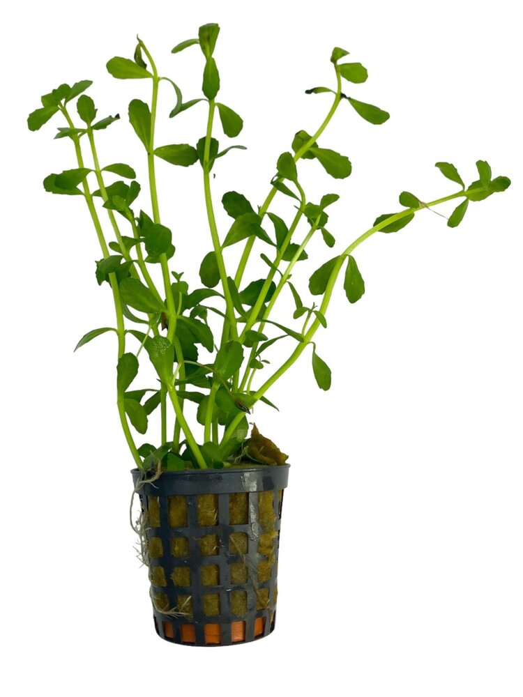 Wasserpflanze Bacopa Monnieri