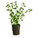 Wasserpflanze Bacopa Monnieri