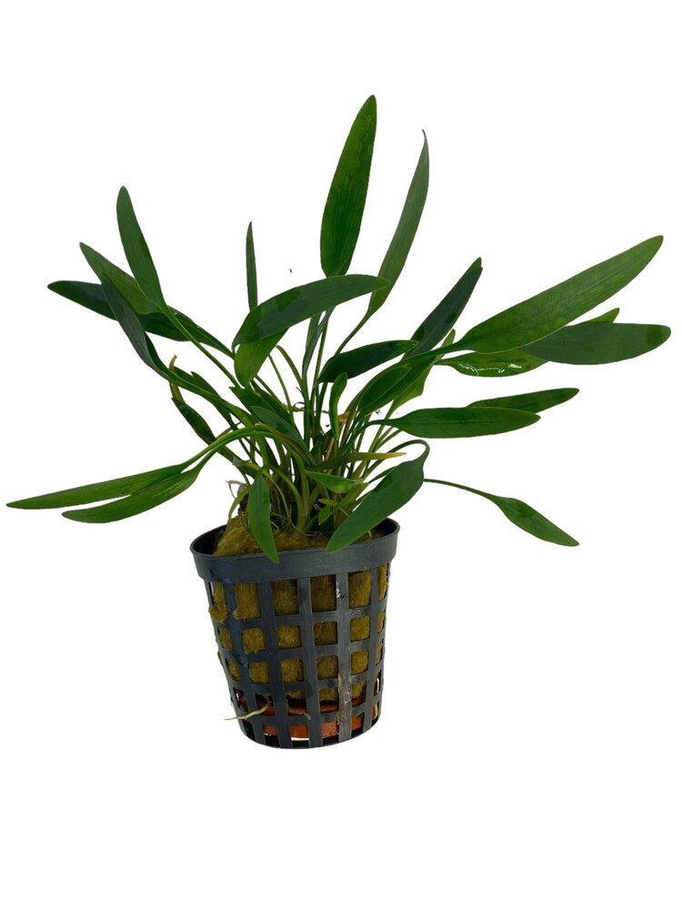 Wasserpflanze Cryptocoryne Amicorum Wasserpflanze Cryptocoryne Amicorum