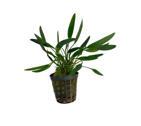 Waterplant Cryptocoryne Amicorum
