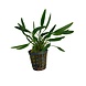 Wasserpflanze Cryptocoryne Amicorum Wasserpflanze Cryptocoryne Amicorum