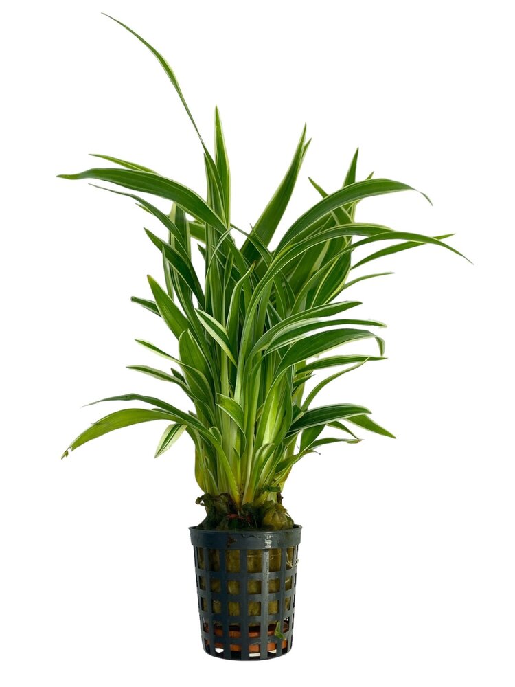 Wasserpflanze Chlorophytum Bichettii Wasserpflanze Chlorophytum Bichettii