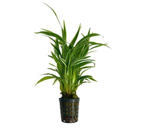 Waterplant Chlorophytum Bichettii