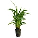 Wasserpflanze Chlorophytum Bichettii Wasserpflanze Chlorophytum Bichettii