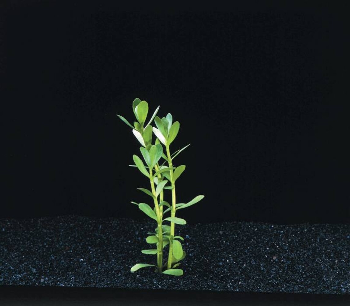 Wasserpflanze Bacopa Monnieri