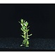 Wasserpflanze Bacopa Monnieri