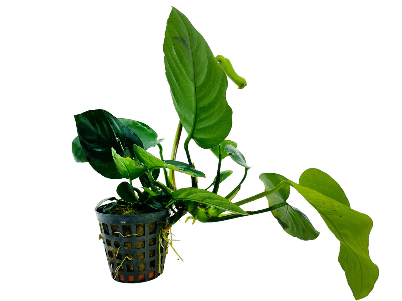 Wasserpflanze Anubias Barteri Var.Nana Wasserpflanze Anubias Barteri Var.Nana