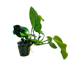 Waterplant Anubias Barteri Var.Nana Waterplant Anubias Barteri Var.Nana