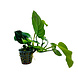 Wasserpflanze Anubias Barteri Var.Nana Wasserpflanze Anubias Barteri Var.Nana