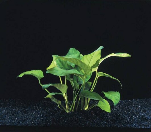 Wasserpflanze Anubias Barteri Var.Nana Wasserpflanze Anubias Barteri Var.Nana