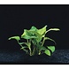 Wasserpflanze Anubias Barteri Var.Nana Wasserpflanze Anubias Barteri Var.Nana