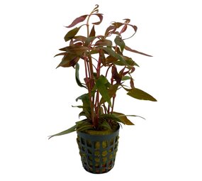 Waterplant Alternanthera Reineckii Mini