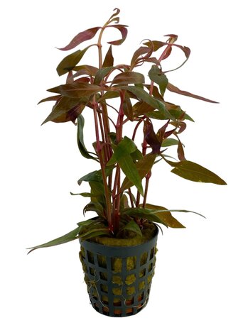 Wasserpflanze Alternanthera Reineckii Mini Wasserpflanze Alternanthera Reineckii Mini