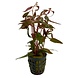 Wasserpflanze Alternanthera Reineckii Mini Wasserpflanze Alternanthera Reineckii Mini