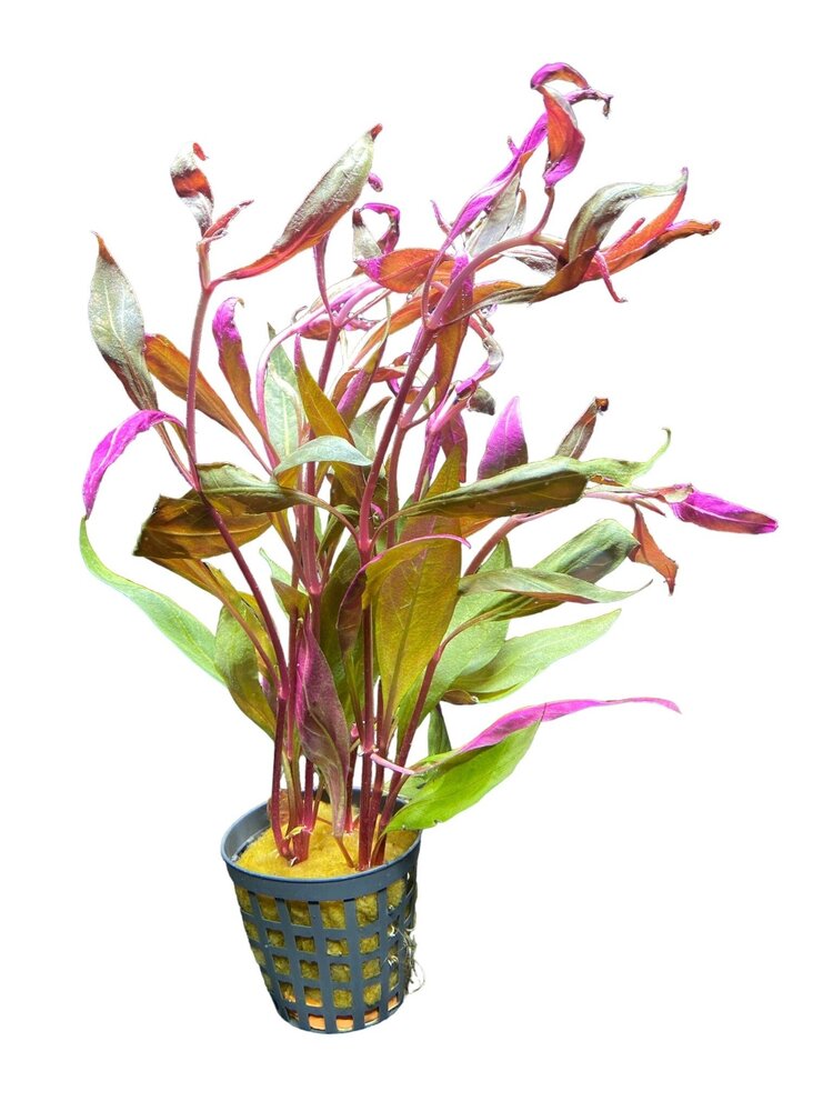 Waterplant Alternanthera Rosaefolia (Reineckii)