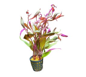 Waterplant Alternanthera Rosaefolia (Reineckii)