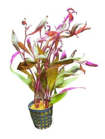 Waterplant Alternanthera Rosaefolia (Reineckii)