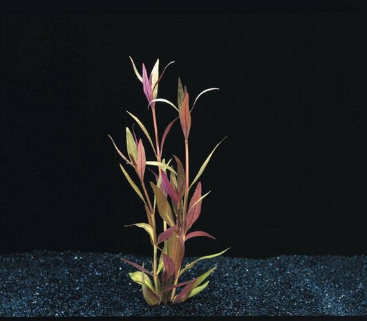 Wasserpflanze Alternanthera Rosaefolia (Reineckii) Wasserpflanze Alternanthera Rosaefolia (Reineckii)