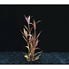 Wasserpflanze Alternanthera Rosaefolia (Reineckii) Wasserpflanze Alternanthera Rosaefolia (Reineckii)