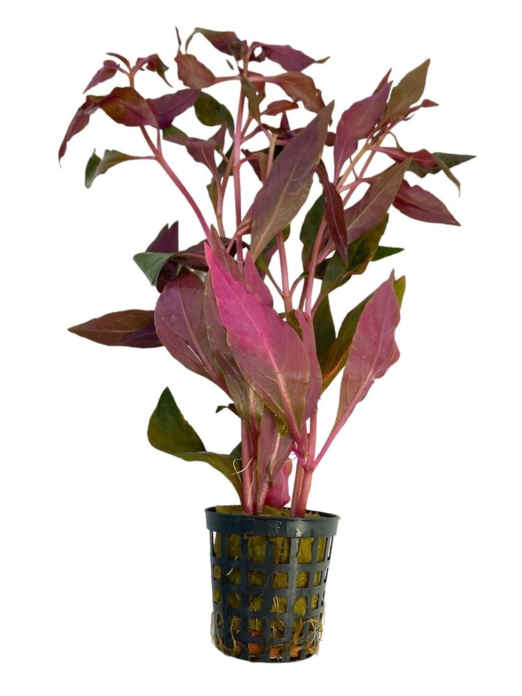 Wasserpflanze Alternanthera Cardinalis Wasserpflanze Alternanthera Cardinalis