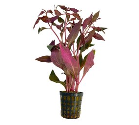 Wasserpflanze Alternanthera Cardinalis