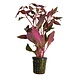 Wasserpflanze Alternanthera Cardinalis Wasserpflanze Alternanthera Cardinalis