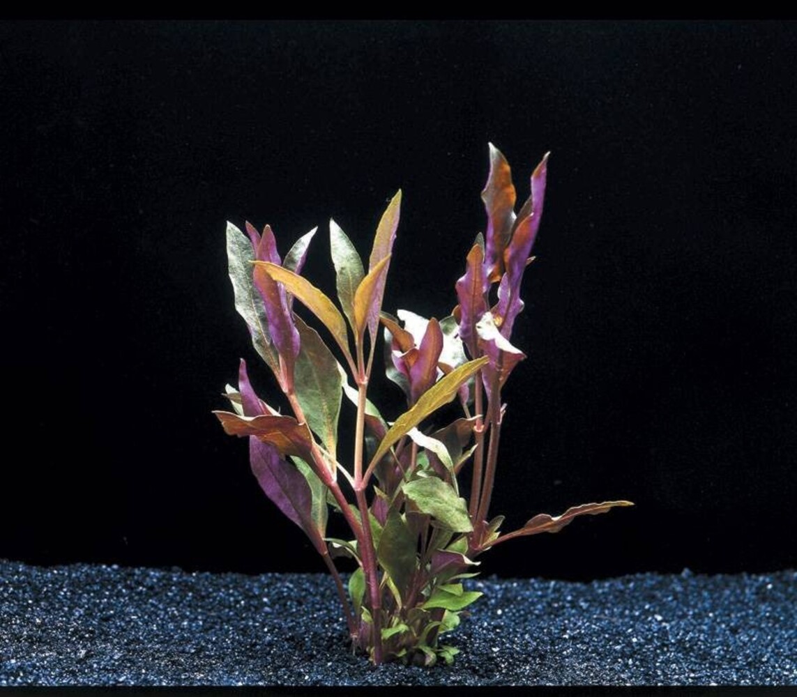 Wasserpflanze Alternanthera Cardinalis Wasserpflanze Alternanthera Cardinalis
