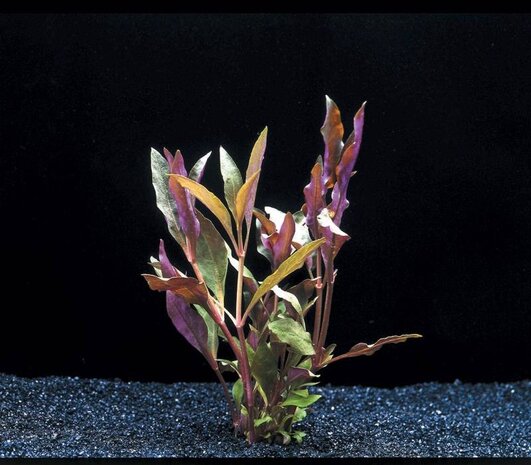 Wasserpflanze Alternanthera Cardinalis Wasserpflanze Alternanthera Cardinalis
