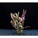 Wasserpflanze Alternanthera Cardinalis Wasserpflanze Alternanthera Cardinalis