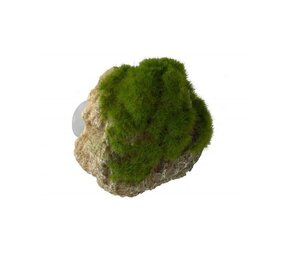 Aqua D'ella Moosstein mit Saugnäpfen