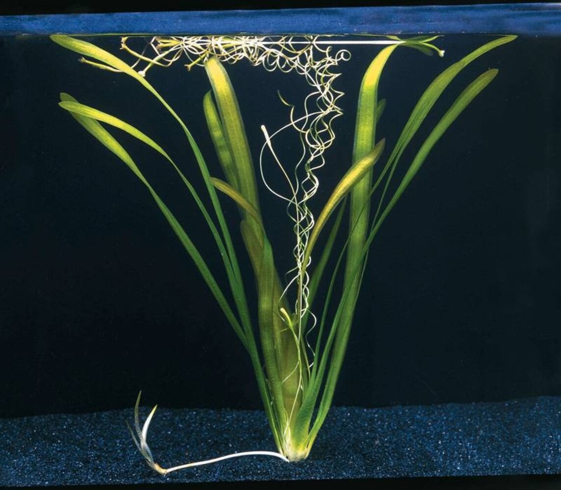Waterplant Vallisneria Australis Gigantea