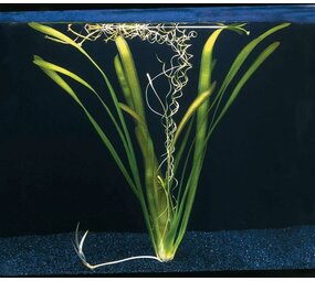 Wasserpflanze Vallisneria Australis Gigantea