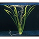 Waterplant Vallisneria Australis Gigantea