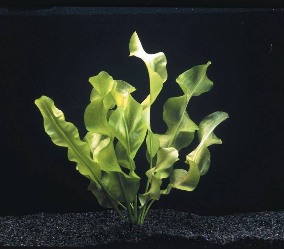 Wasserpflanze Aponogeton Ulvaceus Knollenpflanze Wasserpflanze Aponogeton Ulvaceus Knollenpflanze