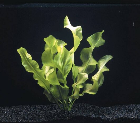 Waterplant Aponogeton Ulvaceus Knollenpflanze