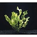 Wasserpflanze Aponogeton Ulvaceus Knollenpflanze Wasserpflanze Aponogeton Ulvaceus Knollenpflanze