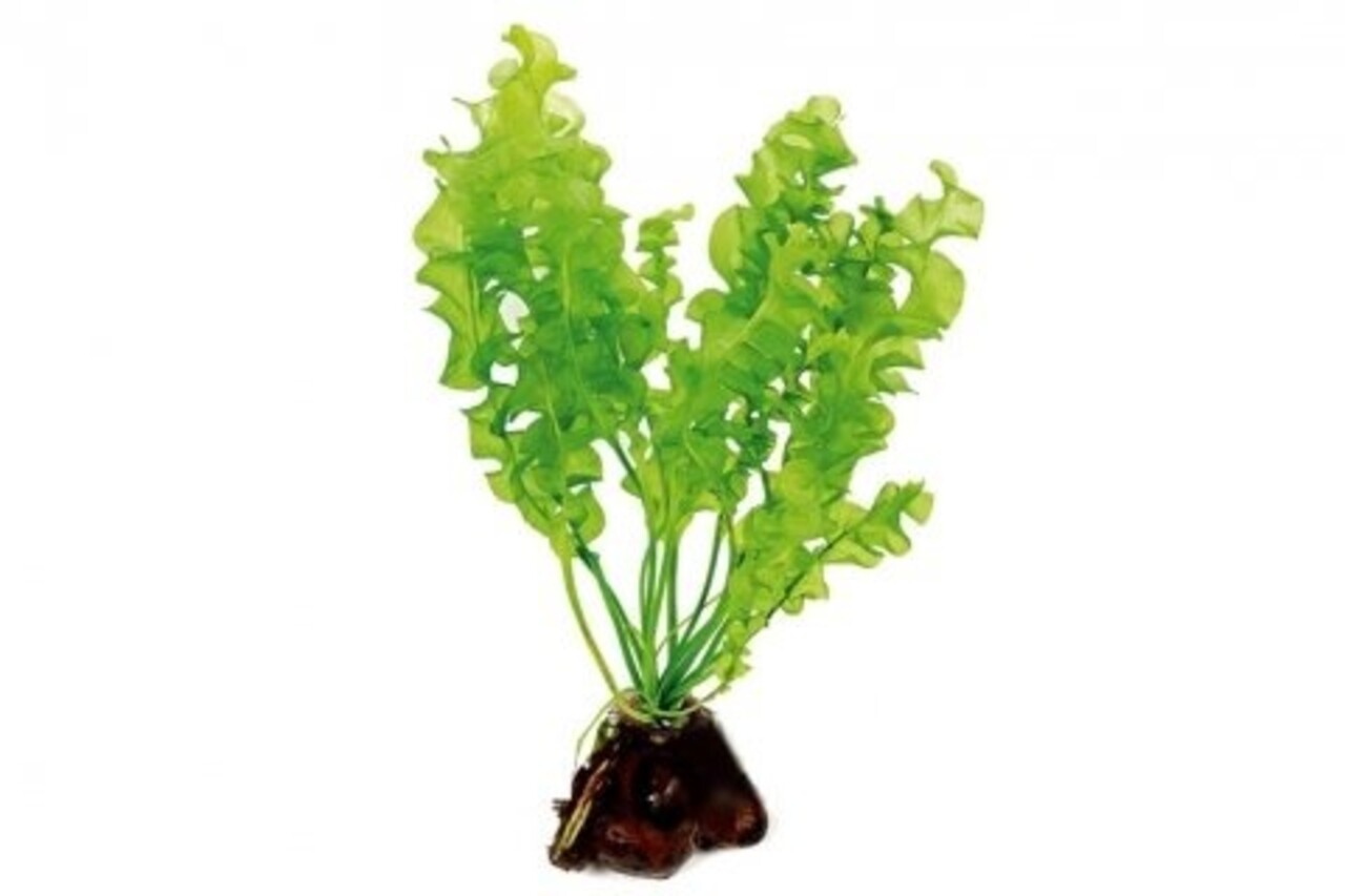 Wasserpflanze Aponogeton Ulvaceus Knollenpflanze Wasserpflanze Aponogeton Ulvaceus Knollenpflanze