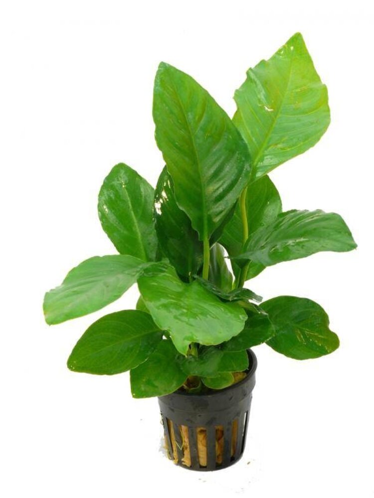 Wasserpflanze Anubias heterophylla Wasserpflanze Anubias heterophylla