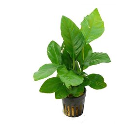 Wasserpflanze Anubias heterophylla