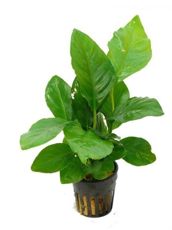 Wasserpflanze Anubias heterophylla Wasserpflanze Anubias heterophylla