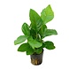 Wasserpflanze Anubias heterophylla Wasserpflanze Anubias heterophylla