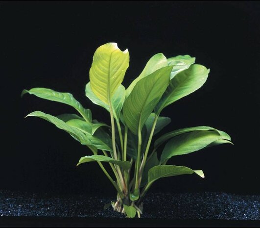 Wasserpflanze Anubias heterophylla Wasserpflanze Anubias heterophylla